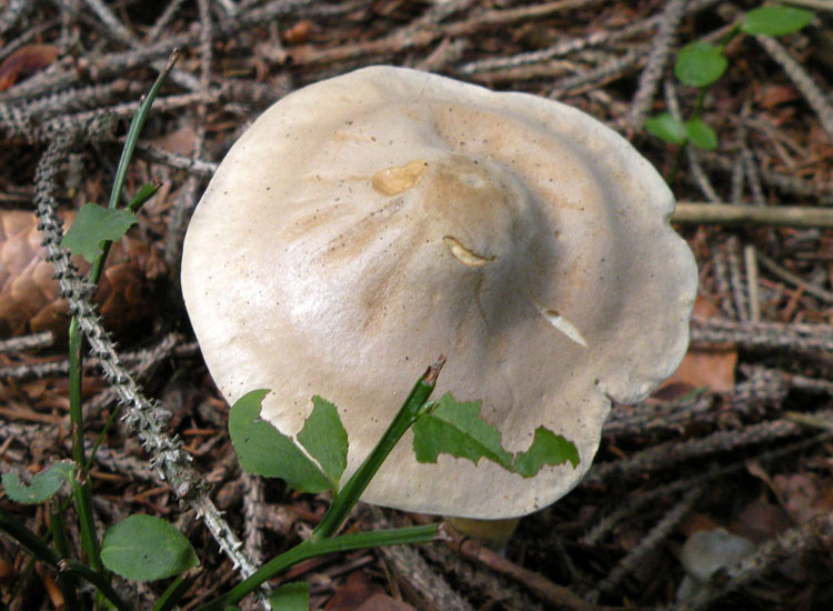 Clitocybe, forse: dealbata o inornata?